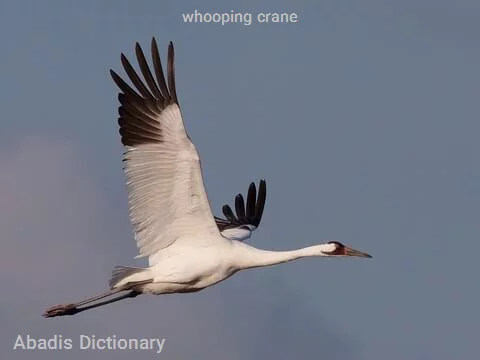 whooping crane